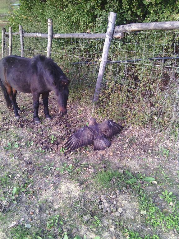 Vakantieboerderij Artisti Del Cavallo *