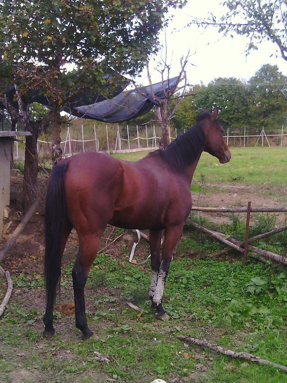 Artisti Del Cavallo *